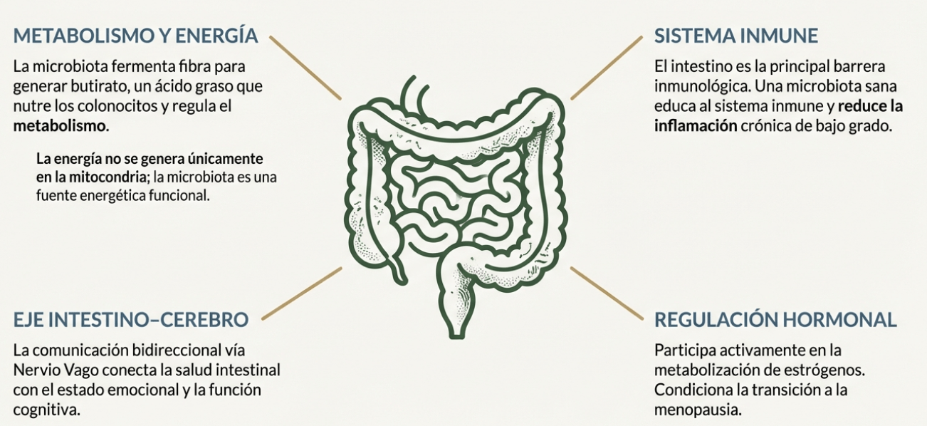 Esquema de funciones de la microbiota: sistema inmune, metabolismo y eje cerebro.