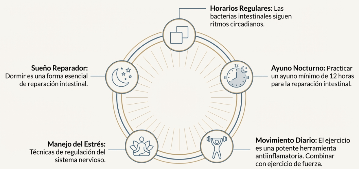 Círculo de hábitos para la microbiota: sueño reparador, ejercicio y ritmos circadianos.