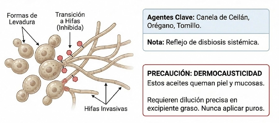 Uso de Canela, Orégano y Tomillo en disbiosis: inhibición de transición a hifas invasivas.
