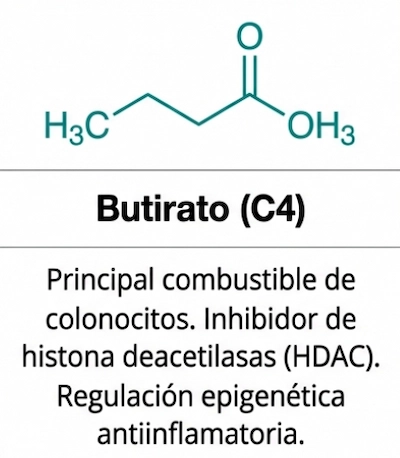 Estructura y funciones del butirato como ácido graso de cadena corta en la microbiota.