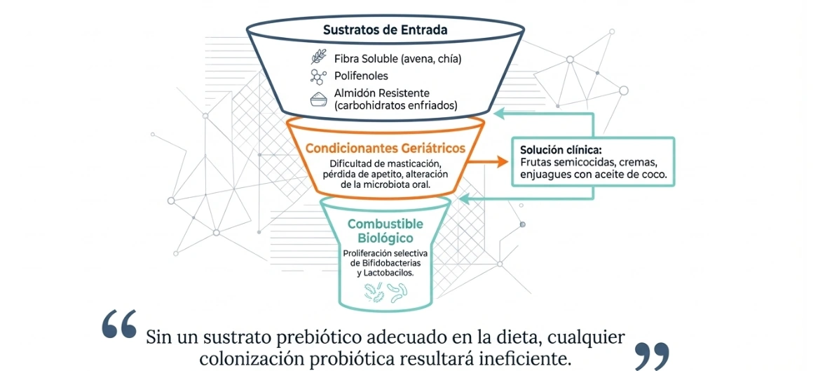 Sustratos prebióticos y condicionantes geriátricos en microbiota del adulto mayor