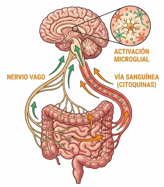 Diagrama del eje intestino-cerebro y vías de señalización del dolor y neuroinflamación.