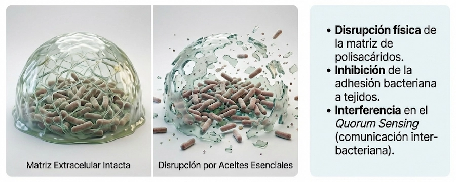 Comparativa de matriz extracelular intacta vs. disrupción física por aceites esenciales y Quorum Sensing.