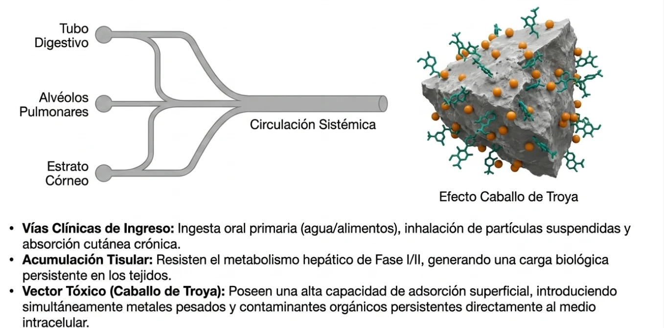 Vías de entrada de microplásticos y efecto caballo de Troya