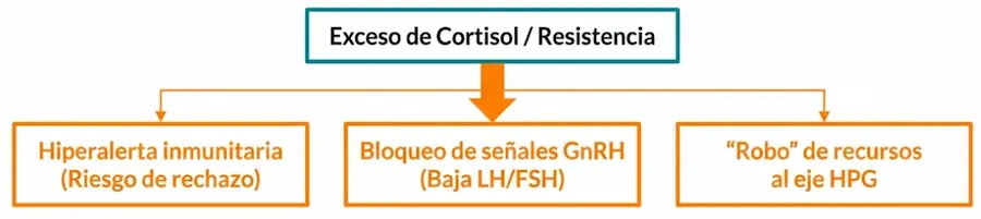 Impacto del exceso de cortisol en el eje HPG y señales de GnRH.