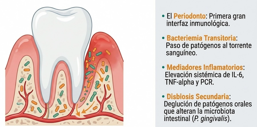El periodonto como interfaz inmunológica y su conexión con la inflamación sistémica.