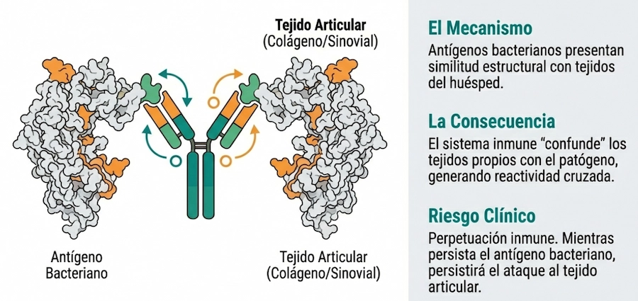 Diagrama de mecanismos de endotoxemia, consecuencias inflamatorias y riesgo de daño articular.