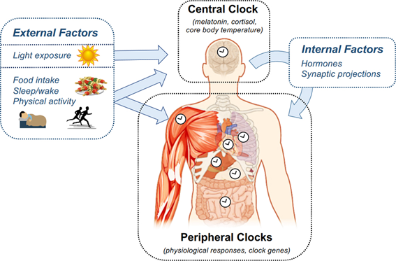 Arquitectura del sistema circadiano