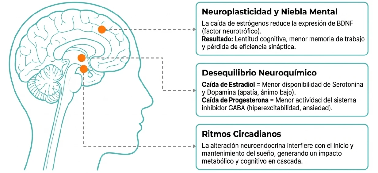 Cambios en neuroplasticidad, neurotransmisión y ritmos circadianos en menopausia