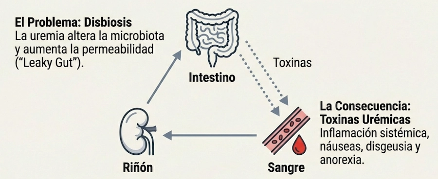 Esquema del eje intestino-riñón y disbiosis por toxinas urémicas.