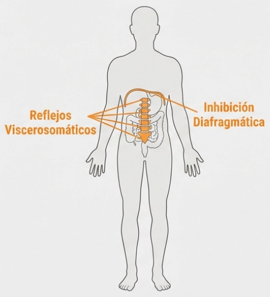 Esquema de reflejos viscerosomáticos y mapas de dolor referido en patología digestiva.