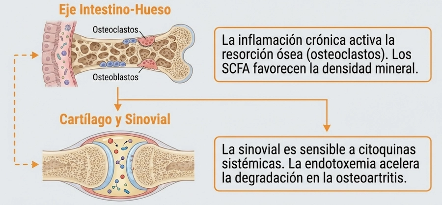 Eje intestino-hueso y regulación del metabolismo osteoarticular por la microbiota.