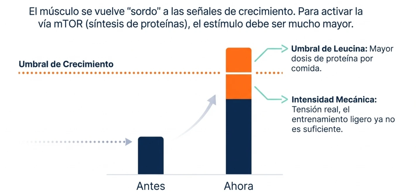 Síntesis de proteínas y fuerza en perimenopausia