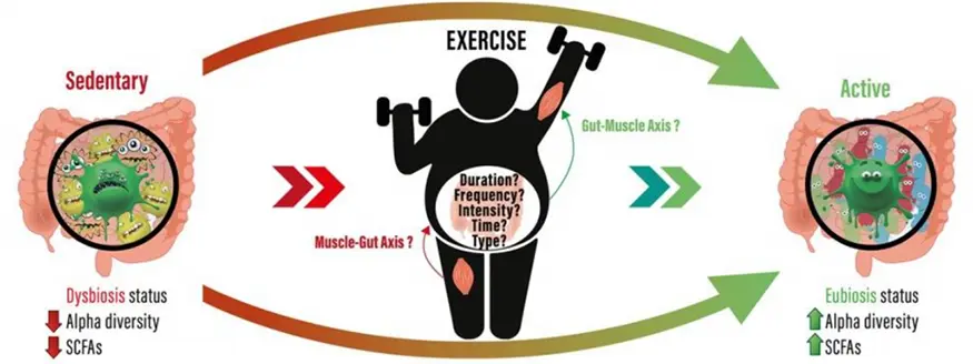 Características principales de la microbiota intestinal de un sujeto con comportamiento sedentario a largo plazo
