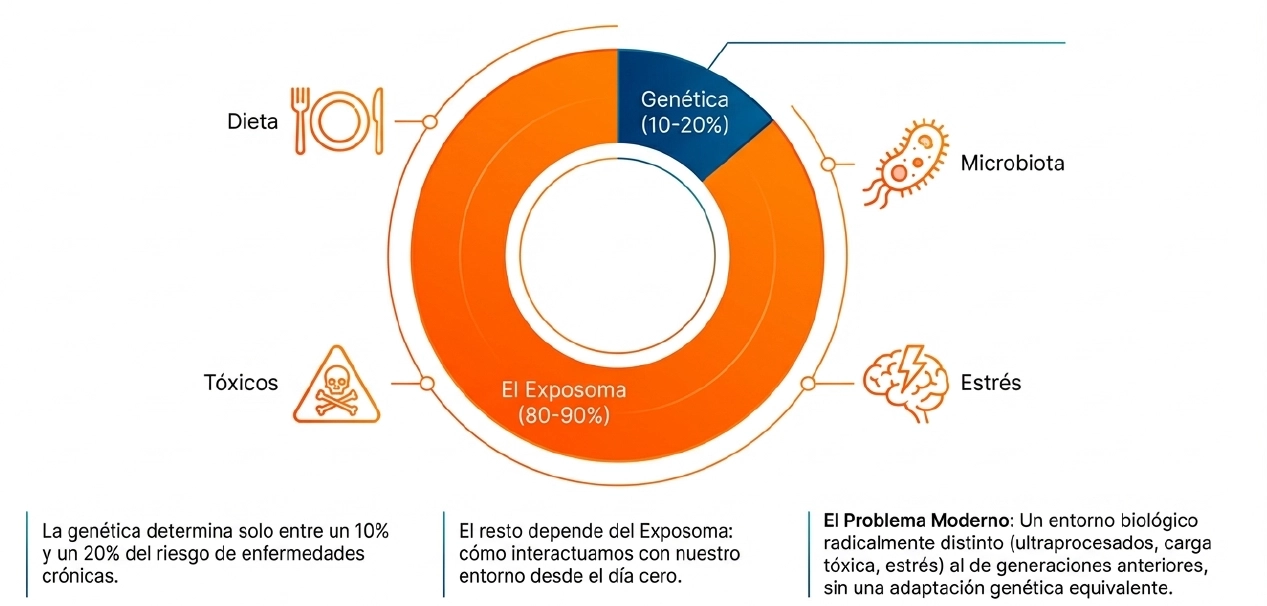 Gráfico comparativo entre genética y exposoma en el desarrollo de enfermedades infantiles crónicas.