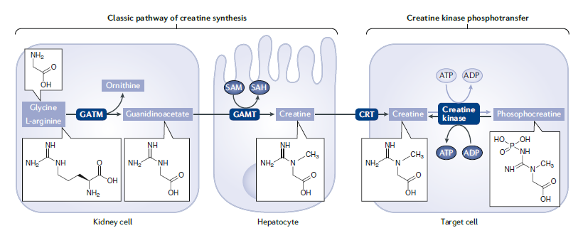 Proceso endógeno de síntesis de creatina