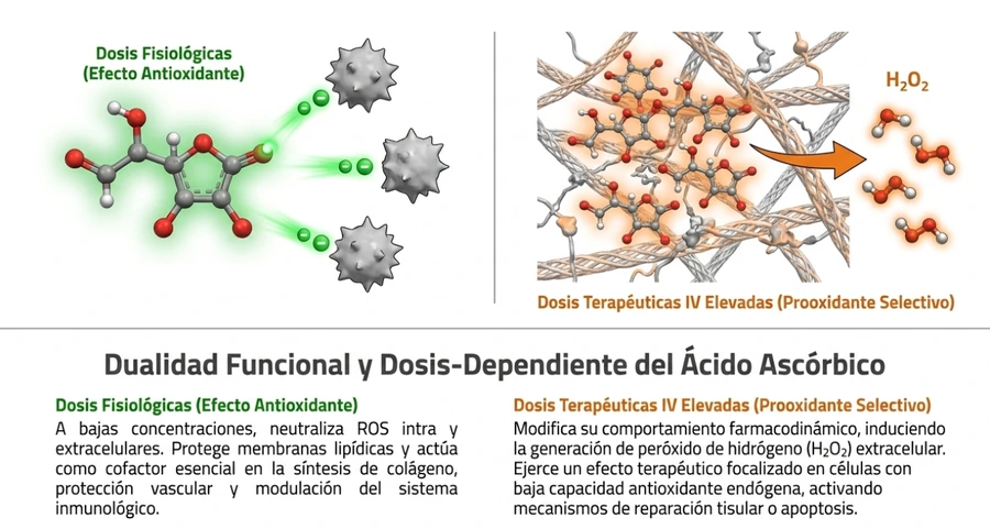 Dualidad funcional de la vitamina C intravenosa según concentración terapéutica